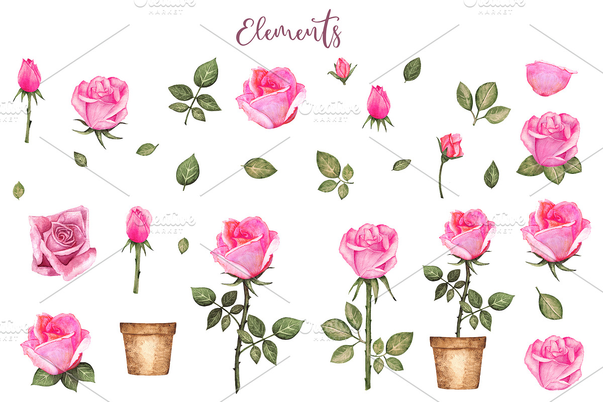 Watercolor Pink Roses, a Decorative Illustration by Color_Brush (Photo 2 of 9)