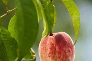 Ripe peach hanging on tree branch. Vertical close-up photo of fresh organic pea