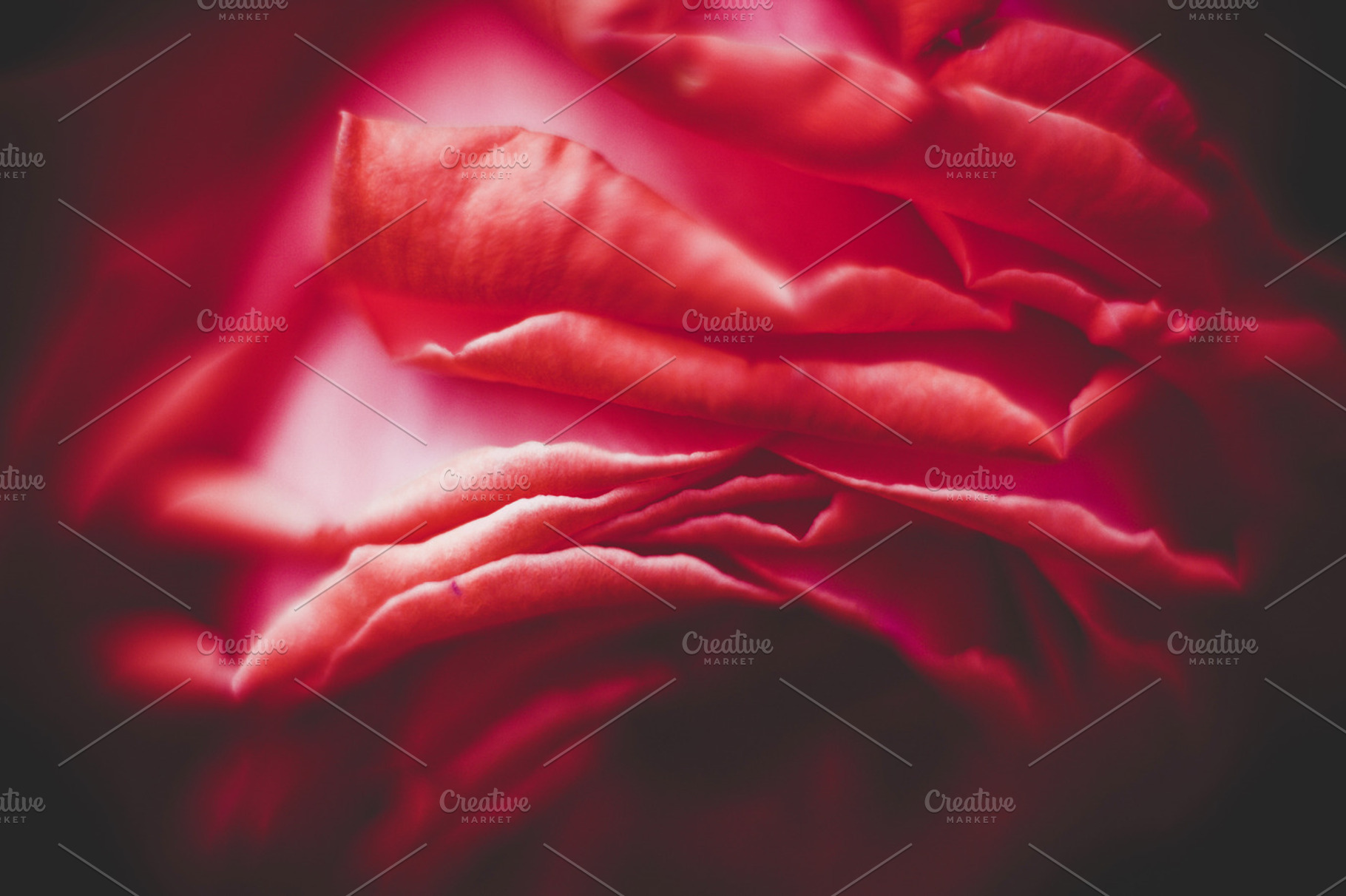 Iseeyouphoto Lusciousrose Featuring Rose Red And Flower