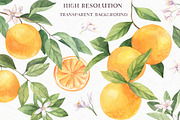 Watercolor Oranges, an Illustration by Irina Diasli (Thumbnail 10 of 12)