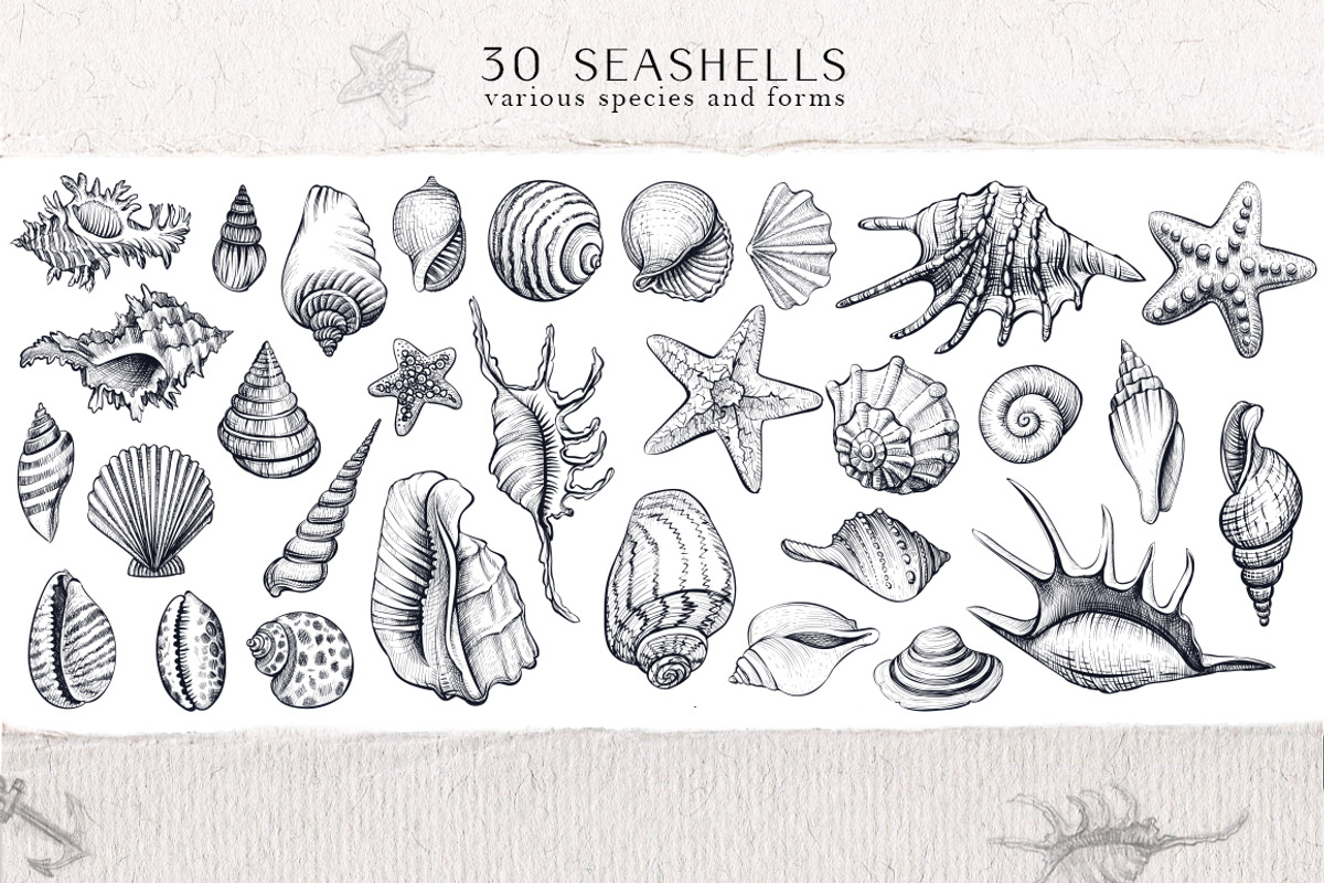 Sea Shells Collection, a Food Illustration by Aquatinta (Photo 2 of 9)
