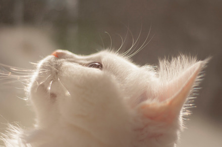 Kitty In The Studio preview 6