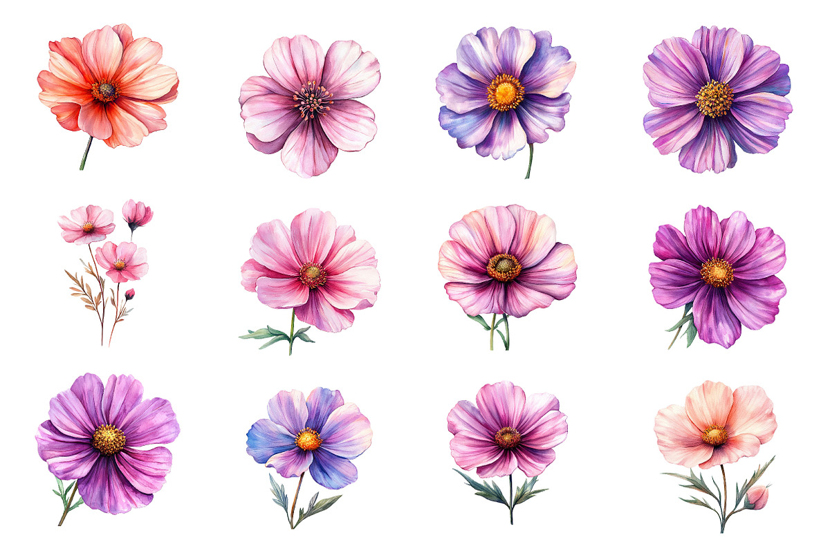 Watercolor Cosmos Flower Clipart, an Illustration by Dream Creation (Photo 3 of 7)