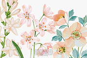 Flower Clipart Huge Bundle, a Decorative Illustration by Patishop Art (Thumbnail 7 of 11)