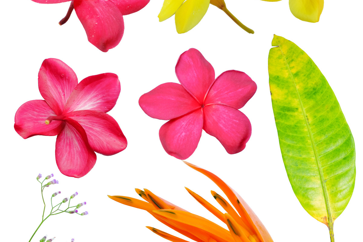 Tropical Leaves & Flowers Bundle, a Nature Photo by Drifter Studio PrintShop (Photo 2 of 3)