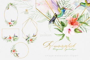 Hummingbird Birds Collection