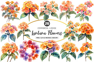 Watercolor Lantana Flower Clipart, an Illustration by SinaCreation
