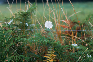 Wildflower and Ferns Along the Camino de Santiago, Spain