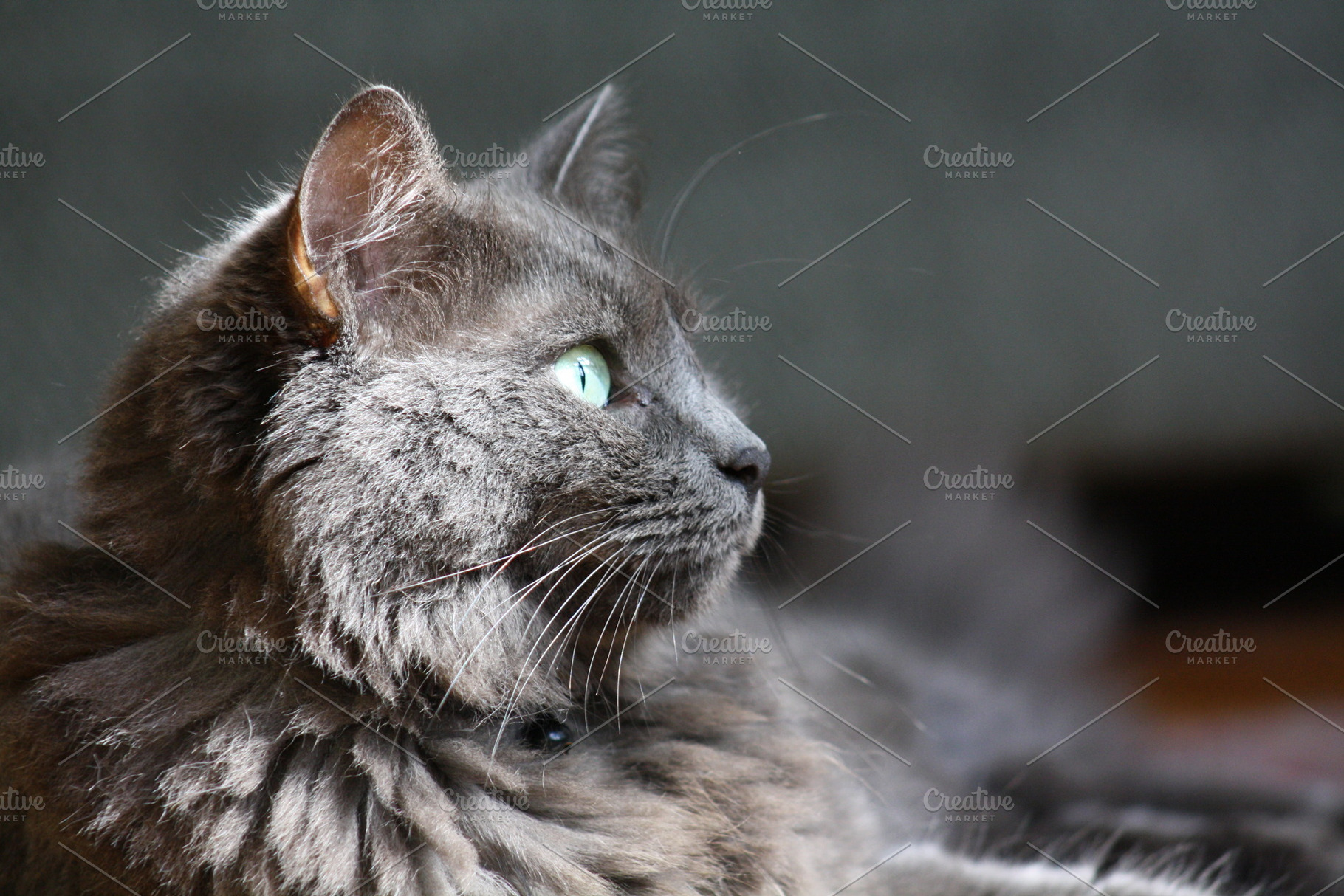 Handsome Gray Cat Photograph, an Animal Photo by AmandaFagan