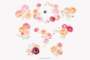 watercolor ranunculus clipart set, a Decorative Illustration by Patishop Art (Thumbnail 8 of 10)