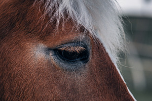 Horse #4, an Animal Photo by jakub_kopecky
