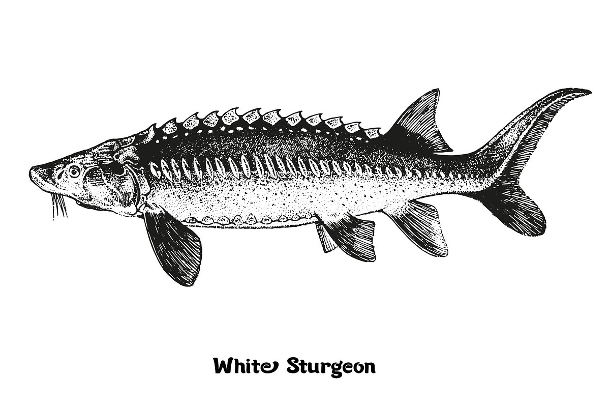 Fish collection, part 3, a Food Illustration by ZotovShop (Photo 10 of 11)