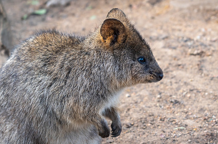 Quokka standing on the ground in Kangaroo Island, Australia, an Animal Photo by GoodGoods