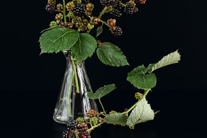 branch blackberry in a glass bottle