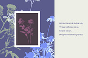 Printed Botanical Graphics, an Object Graphic by Neatly Made Studio (Thumbnail 2 of 17)