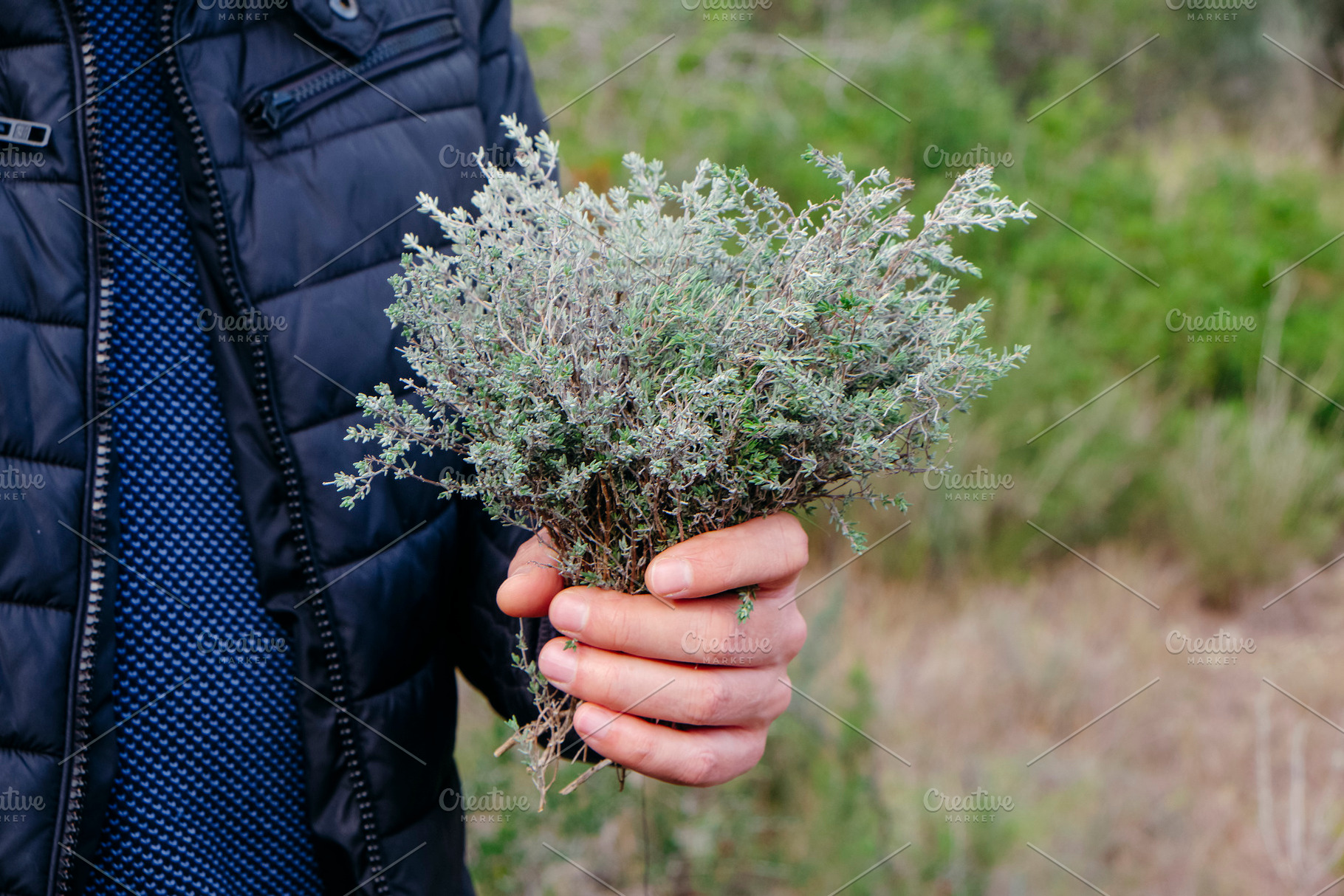 a man holds a bunch of wild thyme, a Photo by Nito
