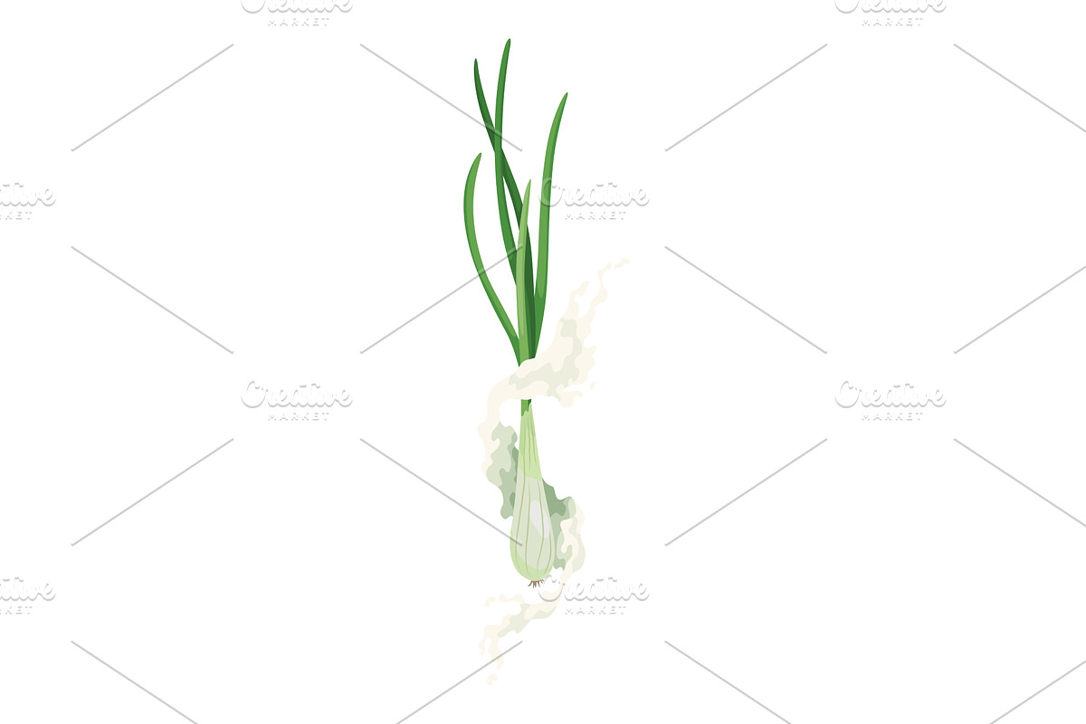Spring onion vector illustration, a Food Illustration by the8monkey