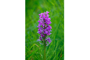 A Vibrant Purple Orchid is Blooming, a Nature Photo by Lukas Jonaitis SHOP