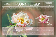 100 Floral Watercolor Illustrations, an Object Graphic by Nocturnal Wolf (Thumbnail 5 of 13)