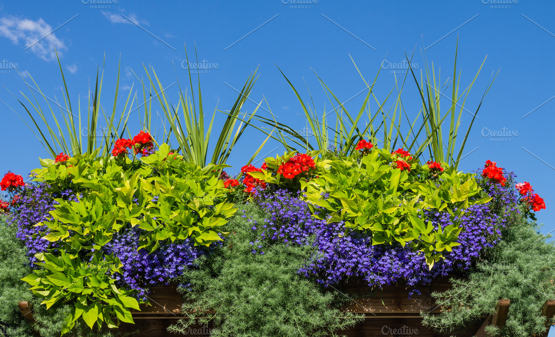 Flower Box With Blooming Plants