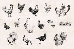 Farm Animals Engravings Set