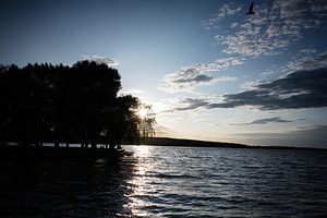 Serene lakeside sunset with silhouetted trees and flying bird in the sky, a Photo by AS photostudio