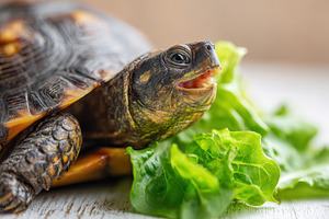 Turtle Resting on Fresh Lettuce Leaves, an Animal Photo by AlyaAnd