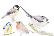 Clipart Watercolor Bird Bundle, an Illustration by Foxery Digital (Thumbnail 2 of 6)