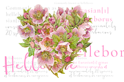 Hearts-watercolor-Hellebore, an Illustration by watercolorwild.graphics (Thumbnail 11 of 19)
