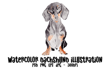Dachshund Dog Illustration