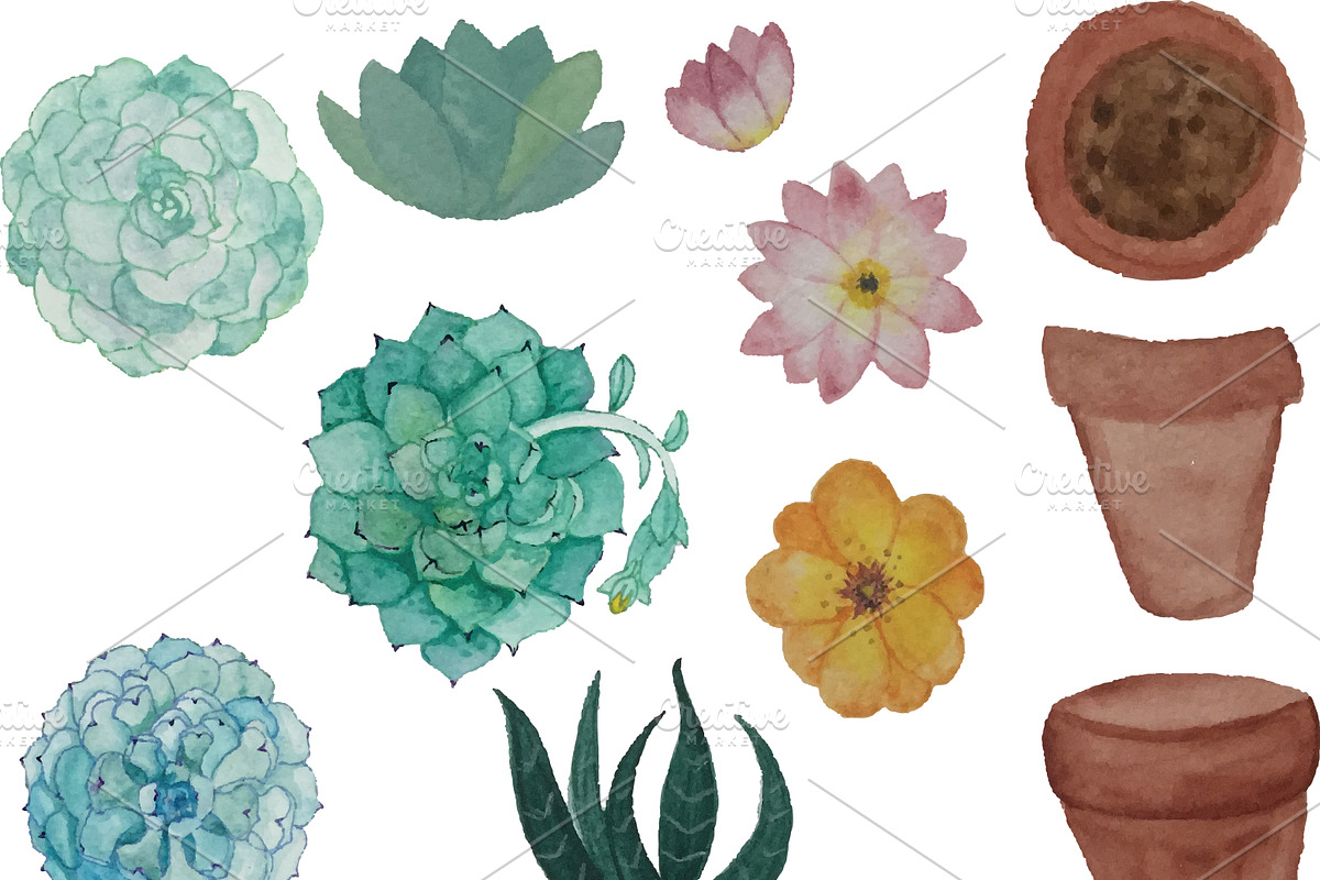 Watercolor Cacti & Succulent 4 pack, an Illustration by Valeri Nick (Photo 3 of 6)
