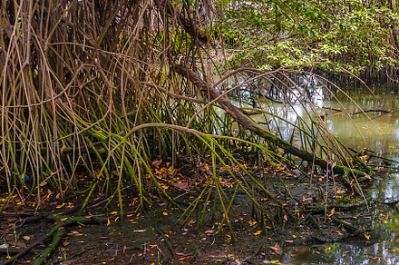 Mangroves trees, parque lineal kennedy, guayaquil, ecuador, a Nature Photo by DanFLCreativo