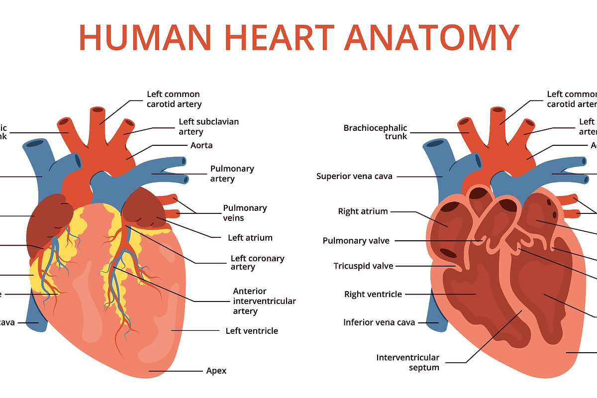 Flat human heart anatomy. Medical, an Object Illustration by YummyBuum (Photo 2 of 3)