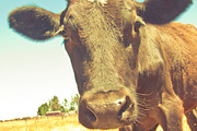 Cow Stock Bundle, an Animal Photo by r.r.palacios (Thumbnail 7 of 14)