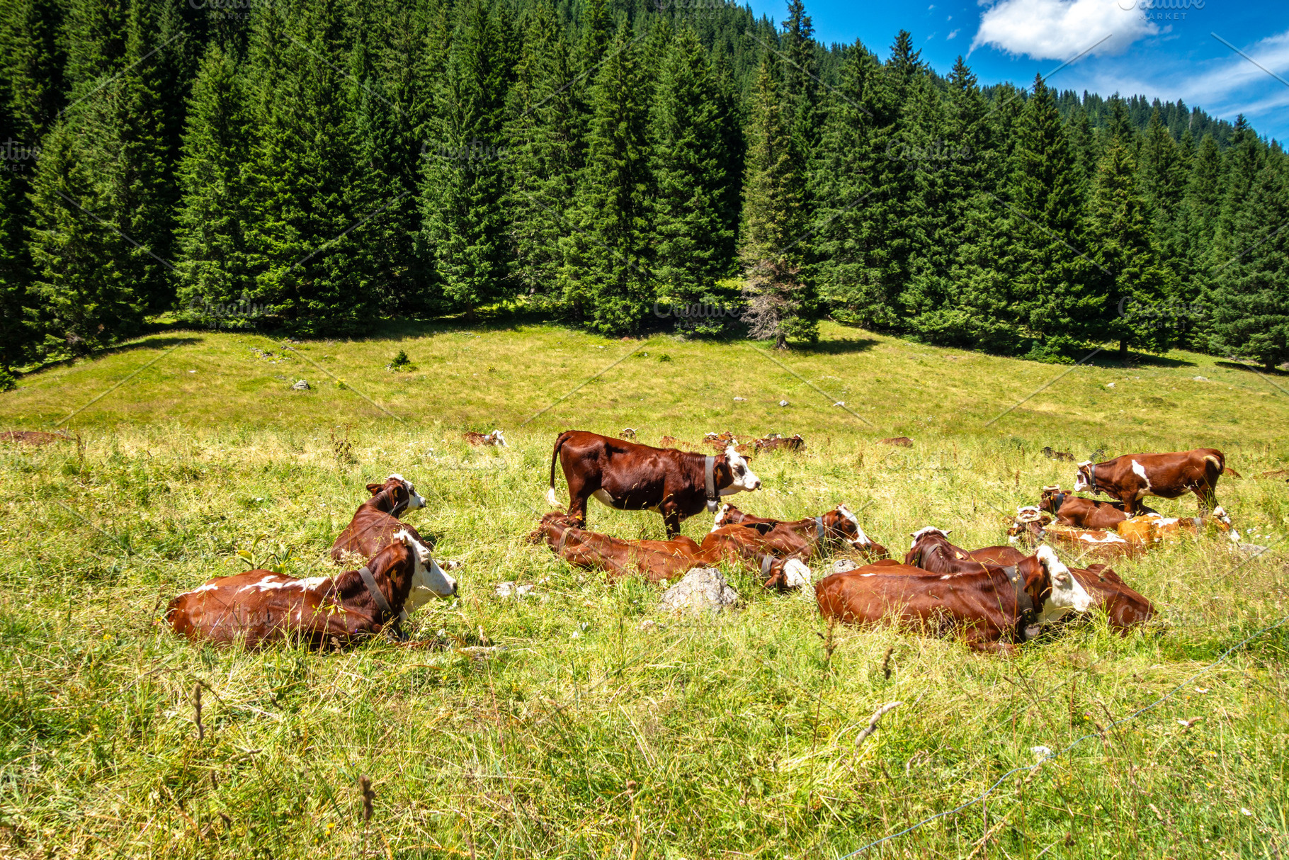 Brown cows resting in alpine pasture Contamines Montjoie, France, an Animal Photo by GoodGoods