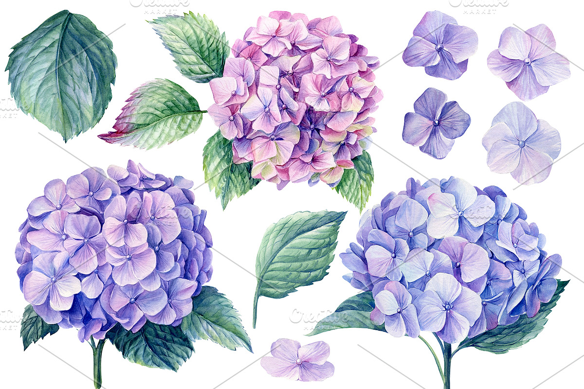 Delicate flowers, a Decorative Illustration by Hanna Hryharenka (Photo 7 of 13)