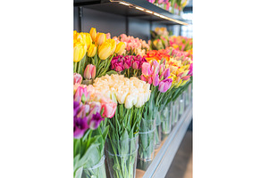 Colorful tulips in glass vases, a Nature Photo by Lermont51