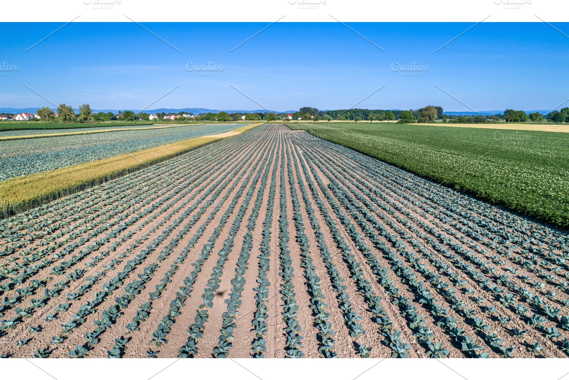 Cabbage field in Alsace, France, a Nature Photo by Leonid Andronov