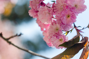 Pink Cherry Blossom Flowers in Soft Spring Sunlight, a Nature Photo by vimart