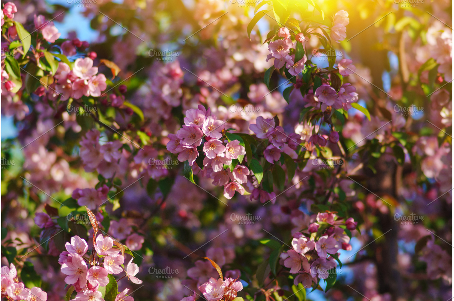 Soft white flowers bloom vibrantly, a Nature Photo by darksoul72