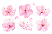 Pink sakura flowers collection., an Object Illustration by Yayasya (Thumbnail 2 of 3)