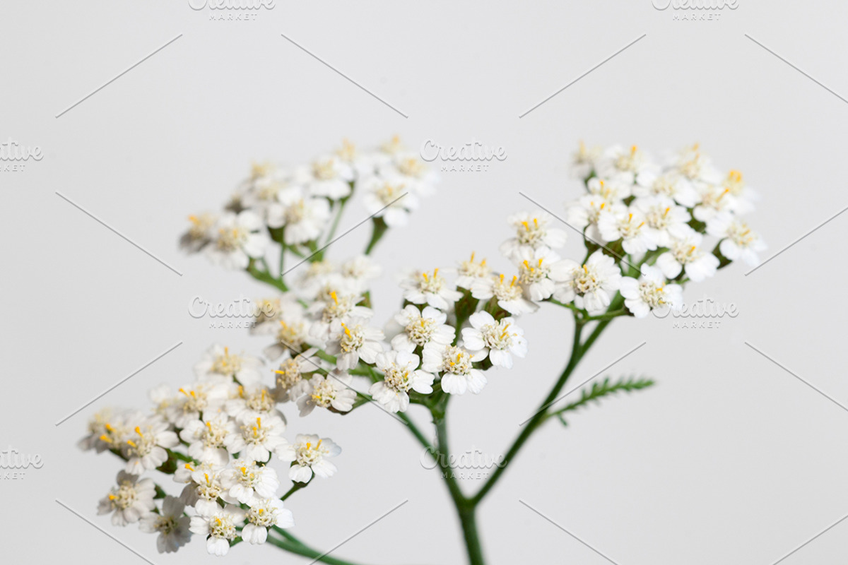 Achillea flowers over white stock photo containing achillea and millefolium, a Nature Photo by Alexander62 (Photo 1 of 2)