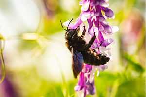 Violet Carpenter bee Xylocopa, an Animal Photo by MadPhotos