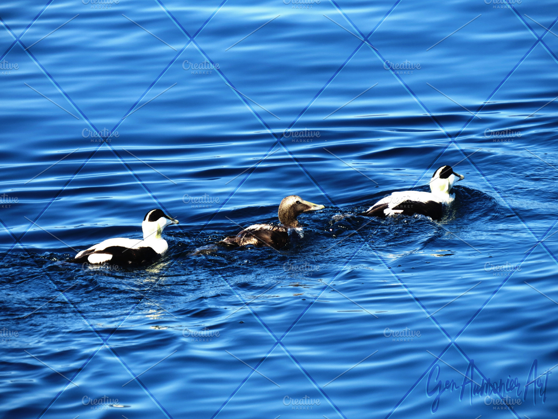 3 Ducks on Blue Photograph, an Animal Photo by Gen Aumonier