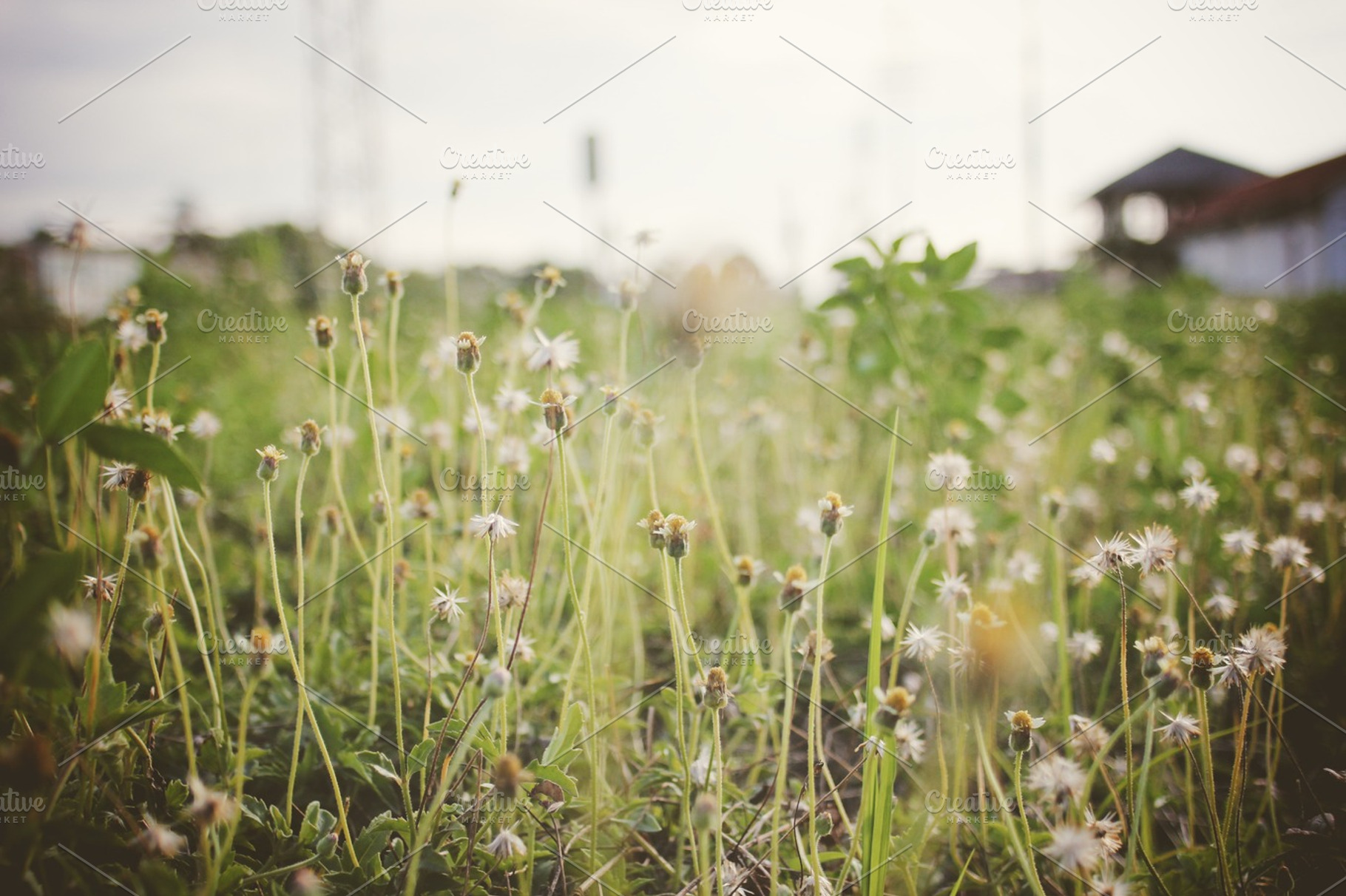 Vintage Field Nature