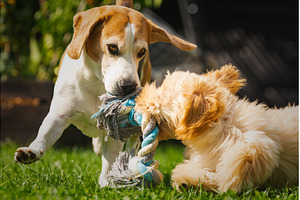 High-Energy Beagle and Maltipoo, an Animal Photo by MadPhotos