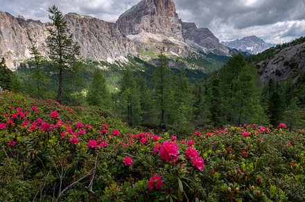Mountain landscape above the falzare featuring alpine, alps, and background, a Nature Photo by Dreamy Pixel
