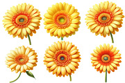 Whimsical gerbera spring Flower, an Illustration by Designworld (Thumbnail 3 of 5)
