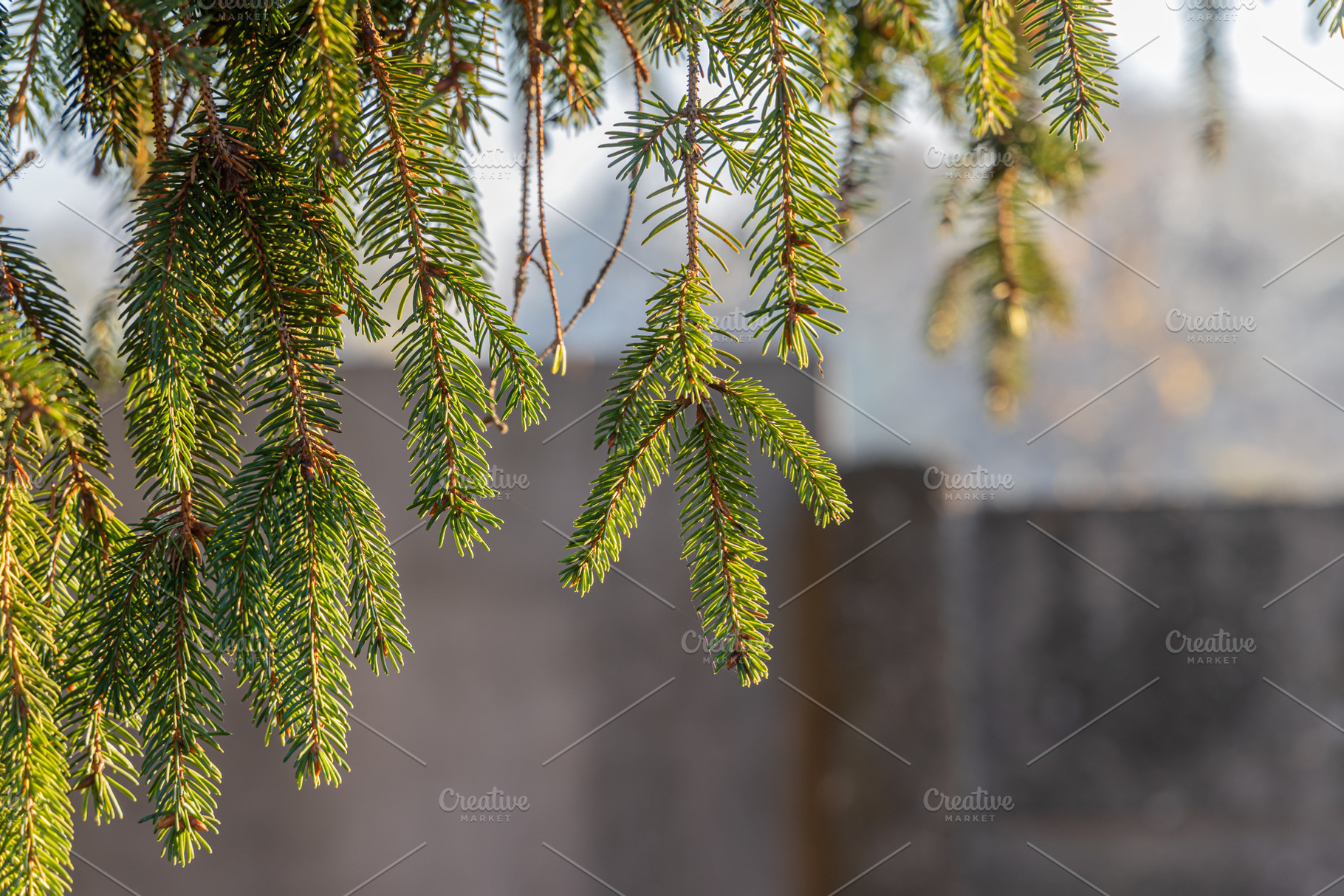 The twigs of a fir-tree with green s, a Nature Photo by Illustrations&photos