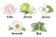Set of 44 organic food sketches, a Food Illustration by Akimo Mia (Thumbnail 8 of 9)